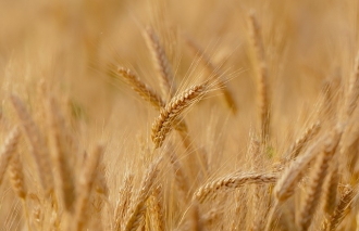 Īpašs nodokļu režīms sezonas laukstrādniekiem