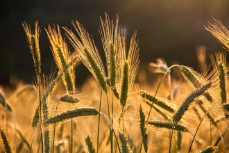 Īpašs nodokļu režīms sezonas laukstrādniekiem